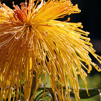 �ջ�չ���ڣ�����ȥֲ��԰����ʱ��