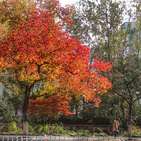 ����Ҷ��