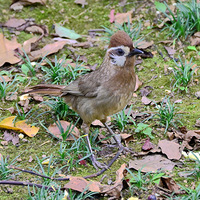 �׼�����