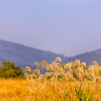 ��侹ųǹ�԰���