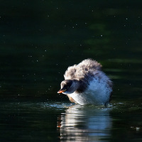 �����ﲶ��׽Ϻ��С�G�f��