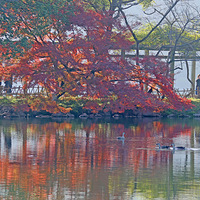 ���۹�԰�ͺ��