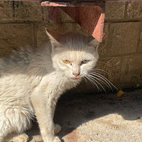 ������һ��|���Ѵ�����ͫ����è������