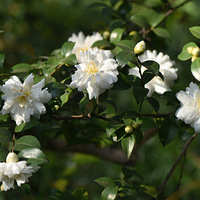 ʢ���İײ�÷��