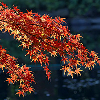 ���۹�԰�����еĺ��Ҷ