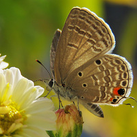 ����С����