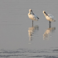 Ǯ�����������͹��Ҷ����ص㱣��������ë�İ�����