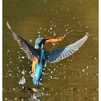 ץ������׮�Ĵ���