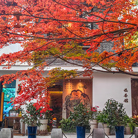 ������صĺ��������ʣ���Ҷ��Ũ���⾳������