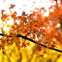 �캮Ҷ���죬��첻�Ǵ���