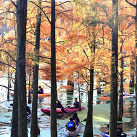 ��ɽ��ˮ��ɭ��