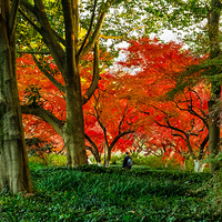 ������ɫ