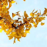 �����е�Ǯ�����͹�԰����Ҷ