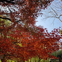 ������ɫ���ճ��ﶬ��