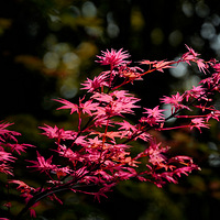 ��Ҷ����