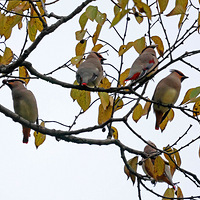 ֲ��԰ӭ��������С̫ƽ��Ⱥ