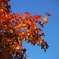 ��ѩ������ĺ��