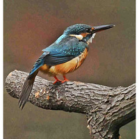 ��׮���������Ĵ���