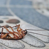 ֪��Ů��Ա��լ���꣡���ŵ������Ѱ����ܶ��˼����С���