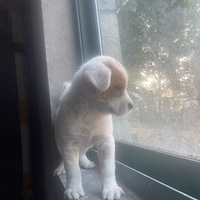 ����������򰲰���С��