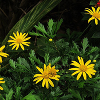 ��С��������