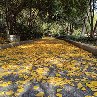 �ֻ�����