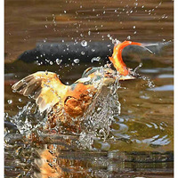 ������һ��ץ����