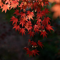 ��ʰ��֮��Ҷ��