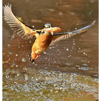 ����ץ�����ȴ����