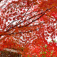 ����ɫ��ŨŨ