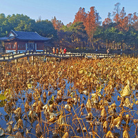 ů���µ���Ժ��ɶ�ɫ