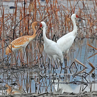 �Ϻ��кɴ��й���һ���ص㱣������׺�һ����