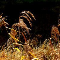 «έ����ɢ���ں��Ϲ��أ������������һ�������������ӵ���ɫ