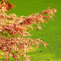 ������ɽ���ǳ�ˮɼ�֣��Ǳ�����Ȼ�򷭵ĵ�ɫ�̡���Ƭ�ĳ�ɼ��ȥ