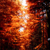 ����ķ��ӹ�ˮɼ�֣� �����Ľ������˷���΢�����ƹ⣬���µ�·