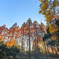 �岨�ź���������ͤ��һ��Ƭˮɼ��ȫ�����ˣ�Ϧ���¹�Ӱ������