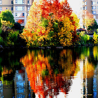 �ҵ�С��������Ӱ�Ĺ���