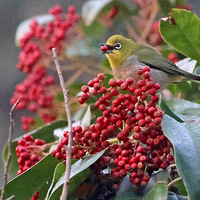 �������̬��԰С�����������ʳ���