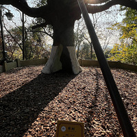 ���������й��¡���ɽ����