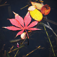 �������֣�