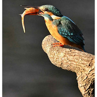 ˤ����Ĵ���