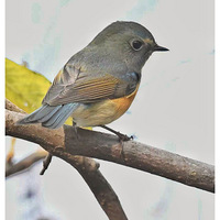 �������Ŀ��ˡ�����в��β�