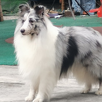 ������ϲ�ֵ٣��������Σ���������£�