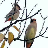 ֲ��԰������С̫ƽ��