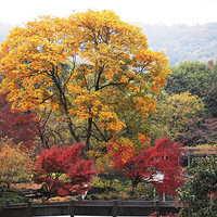 ԡ��������