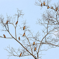 ��Ծ��ֲ��԰��֦�ϵ�С̫ƽ��Ⱥ