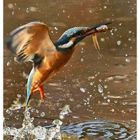 ץ��С��Ĵ���