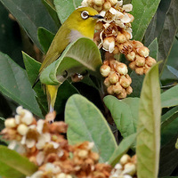 ֲ��԰��ʳ���˻����С����������