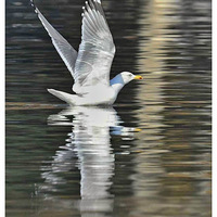 ���������Ÿ