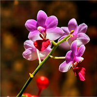 �ֻ���С��